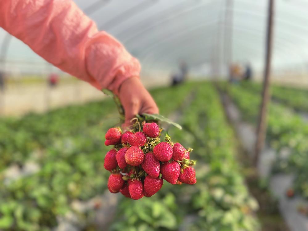 春暖花开 “莓”好时光约起来